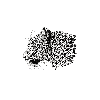 Jaguar / Coton texturé Chaud / Plusieurs formats